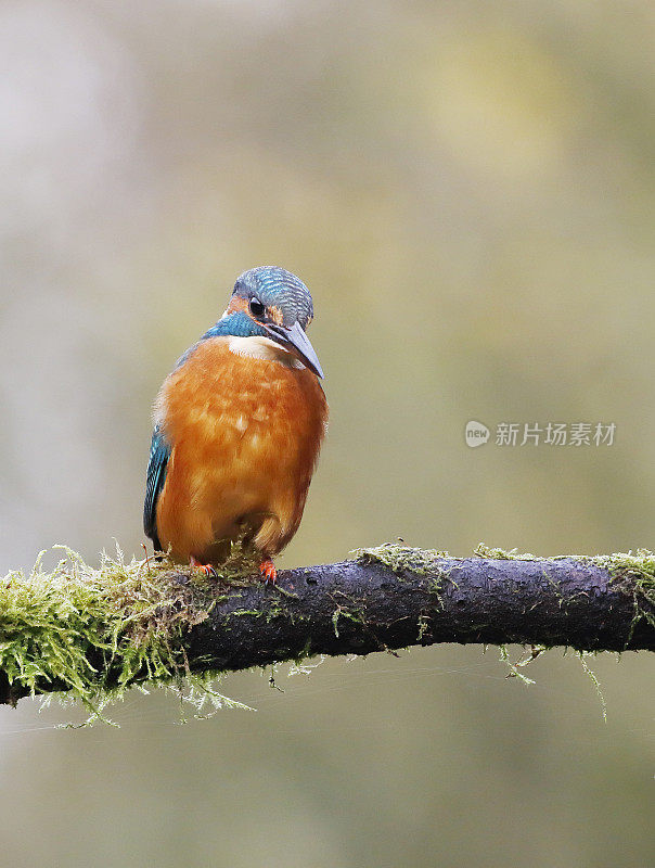 翠鸟(Alcedo atthis)